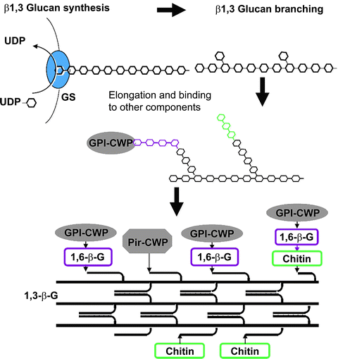 Fungal Cell Wall Analysis Springerlink