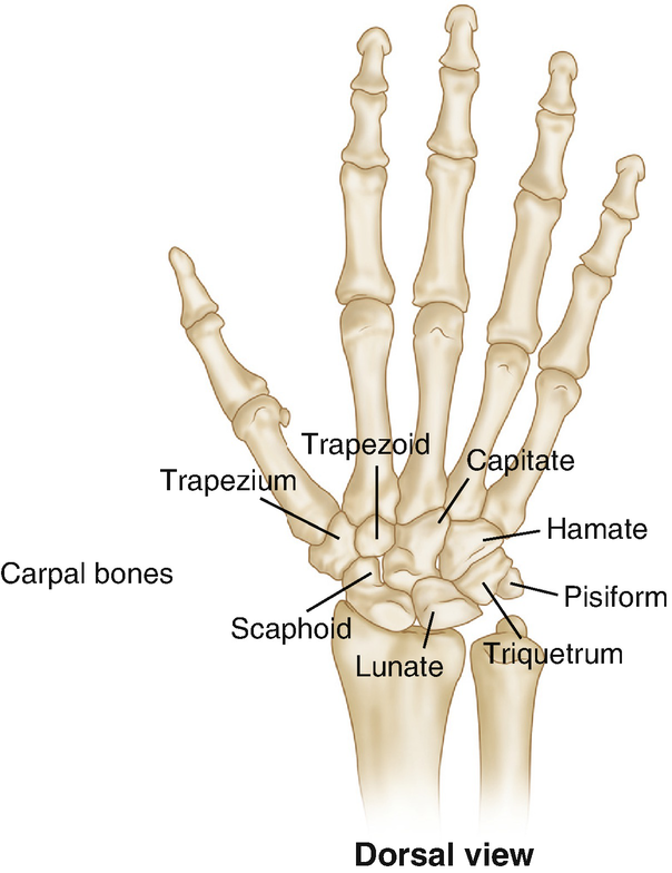 Anatomy Essentials Springerlink
