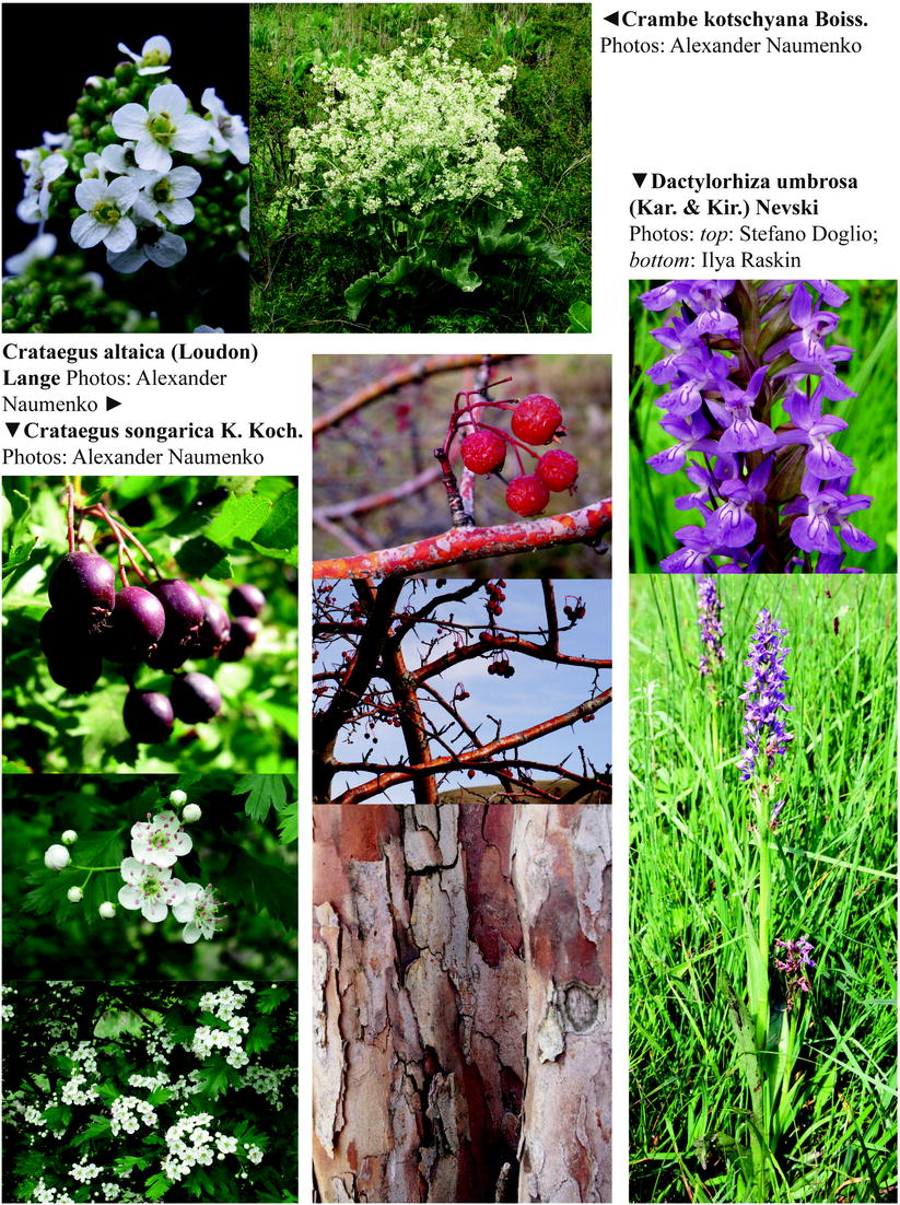 Tulip Shrenka: description and place of growth. What is the difference between the Schröck tulip and the Bieberstein tulip Tulip Shrenka: description and place of growth. What is the difference between the Schröck tulip and the Bieberstein tulip