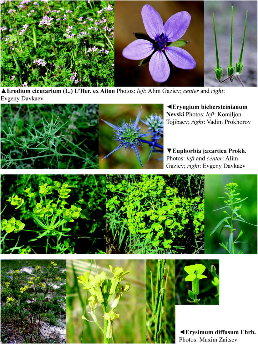 Tulip Shrenka: description and place of growth. What is the difference between the Schröck tulip and the Bieberstein tulip Tulip Shrenka: description and place of growth. What is the difference between the Schröck tulip and the Bieberstein tulip