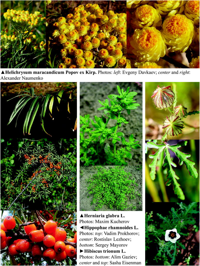 Barberry Benefits Uses Dosage And Side Effects Dr Axe