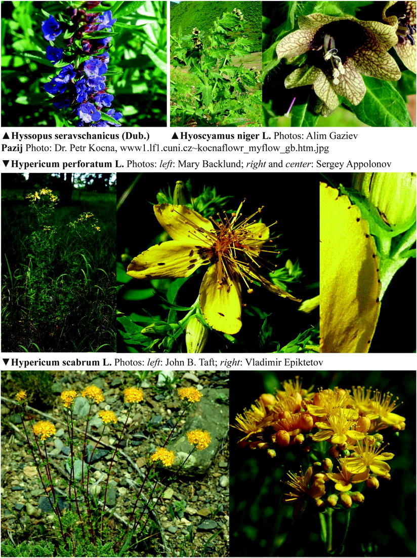 Tulip Shrenka: description and place of growth. What is the difference between the Schröck tulip and the Bieberstein tulip Tulip Shrenka: description and place of growth. What is the difference between the Schröck tulip and the Bieberstein tulip
