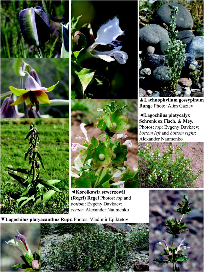 Future Plants By Randy Stewart Potentilla