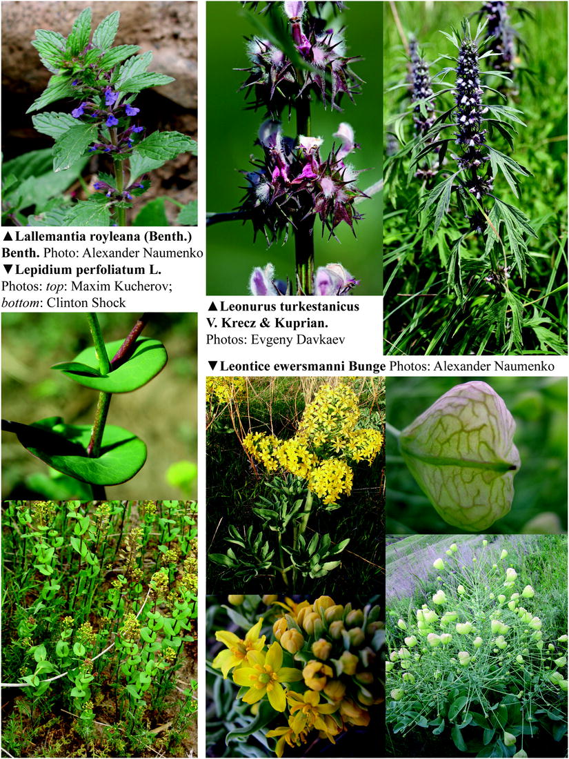 Tulip Shrenka: description and place of growth. What is the difference between the Schröck tulip and the Bieberstein tulip Tulip Shrenka: description and place of growth. What is the difference between the Schröck tulip and the Bieberstein tulip