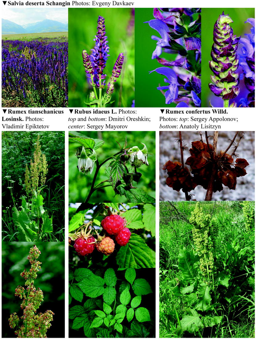Berberis Bush Stock Photos Berberis Bush Stock Images Alamy