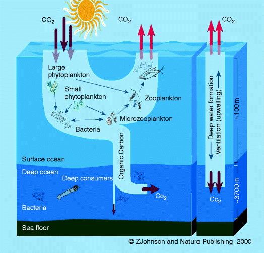 Ocean Fertilization for Sequestration of Carbon Dioxide from the ...