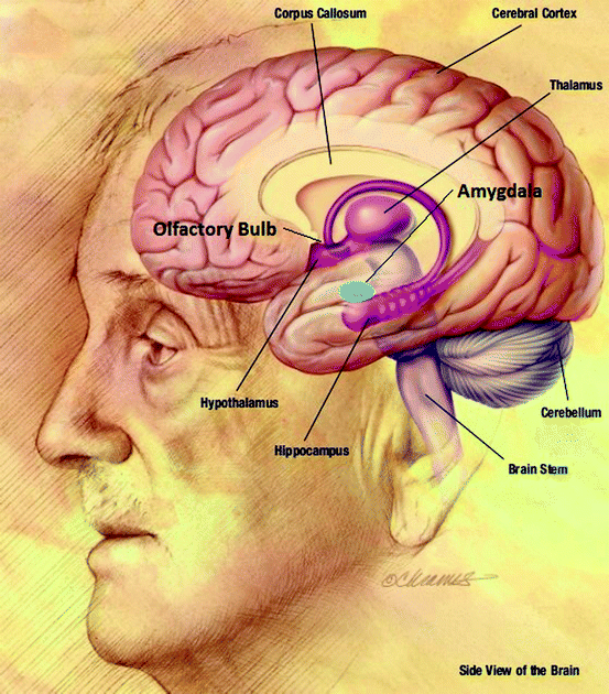 Brain Structure Springerlink