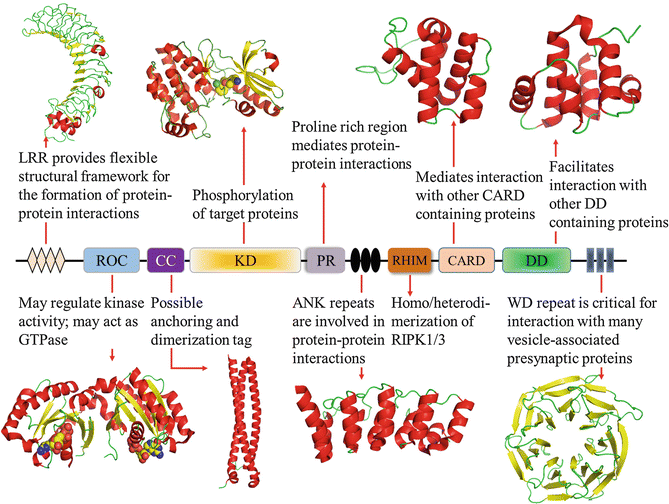 ReceptorInteracting Protein Kinase SpringerLink
