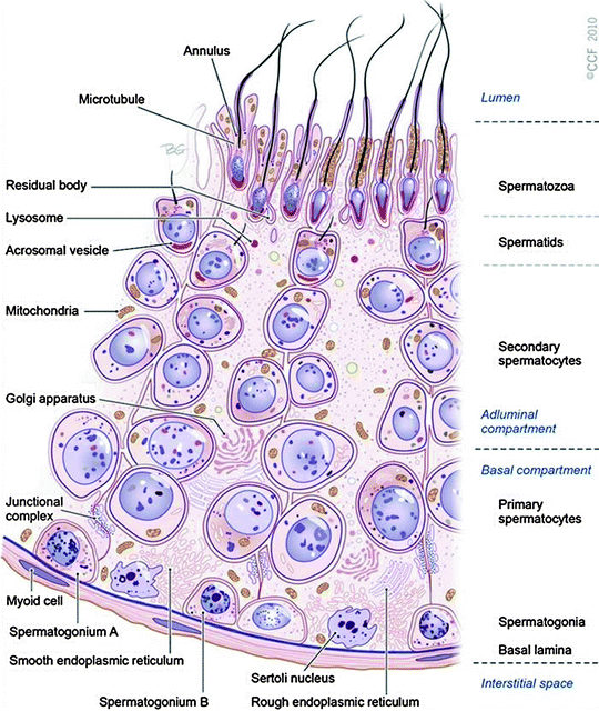 female and male gametogenesis springerlink true or false humans form gametes by a process called gametogenesis