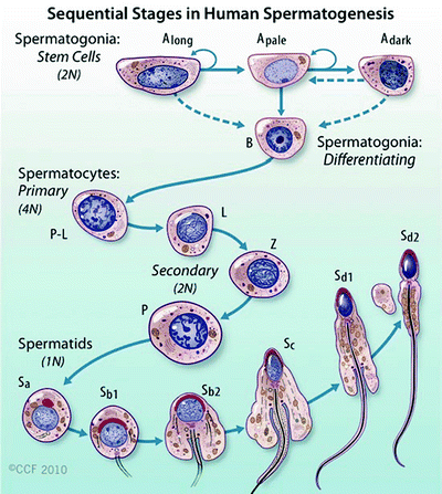 female and male gametogenesis springerlink true or false humans form gametes by a process called gametogenesis