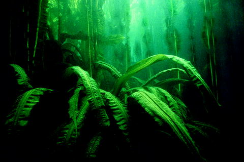 comparative canopy biology and