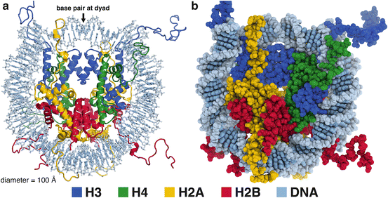 Histone Nucleosome And Chromatin Structure Springerlink