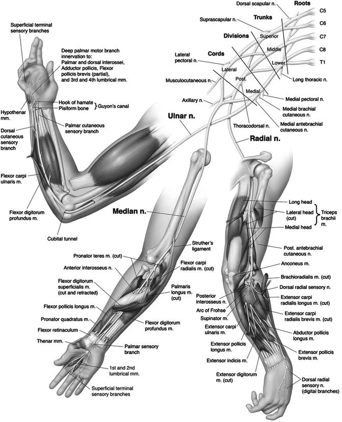 Figure Muscles And Arteries Of The Statpearls Ncbi Bookshelf