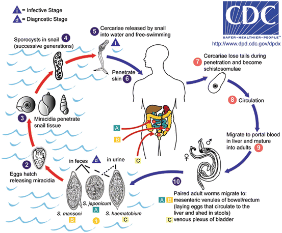 Fájl:Schistosomiasis Life Cycle.png