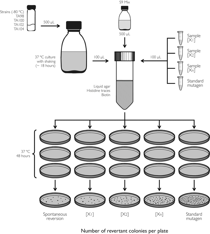 Ames Test (Bacterial Reverse Mutation Test) Why, When, and How to Use
