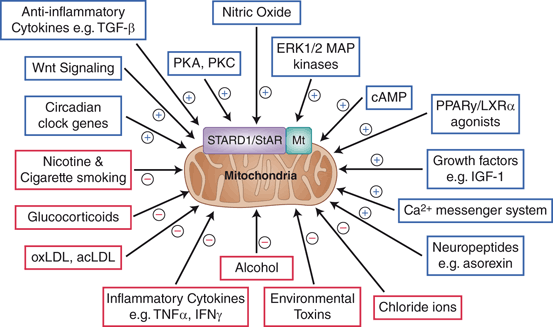 Steroidogenic Acute Regulatory Protein (StAR) and Atherogenesis ...