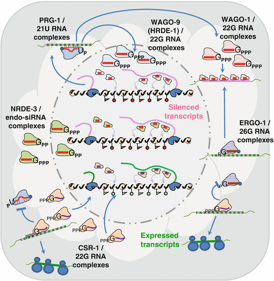 Piwi Proteins And Pirnas Step Onto The Systems Biology Stage Springerlink