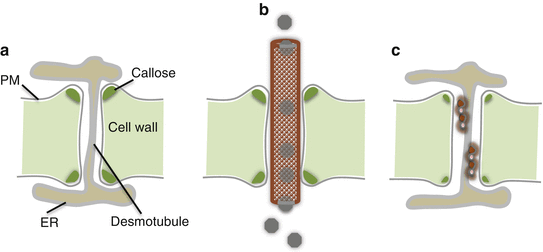 Plasmodesmata Channels For Viruses On The Move Springerlink