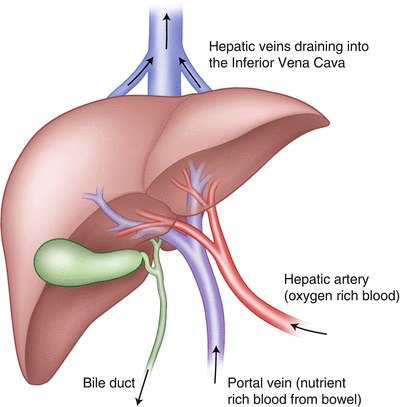 Hepatic And Gastrointestinal Diseases Springerlink