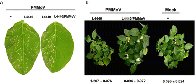 Efficient Double Stranded Rna Production Methods For Utilization In Plant Virus Control Springerlink