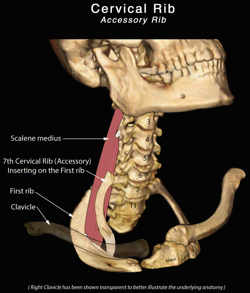 the neck springerlink