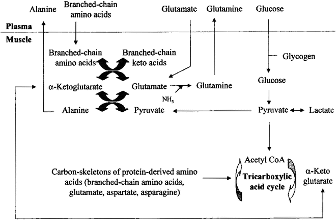 Branched Chain Amino Acids in Chronic Obstructive Pulmonary Disease ...