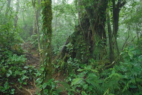 Tropical Ecology Kricher