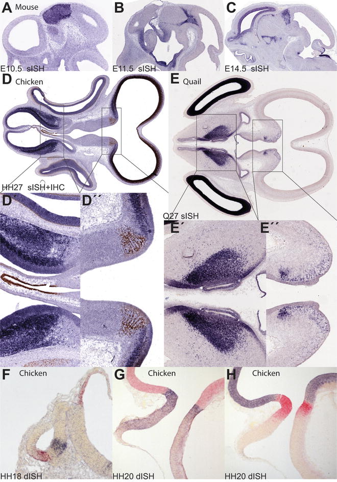 Exploring Brain Genoarchitecture by Single and Double Chromogenic In ...