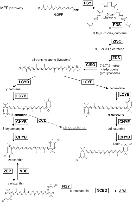 Carotenoids in Carrot | SpringerLink