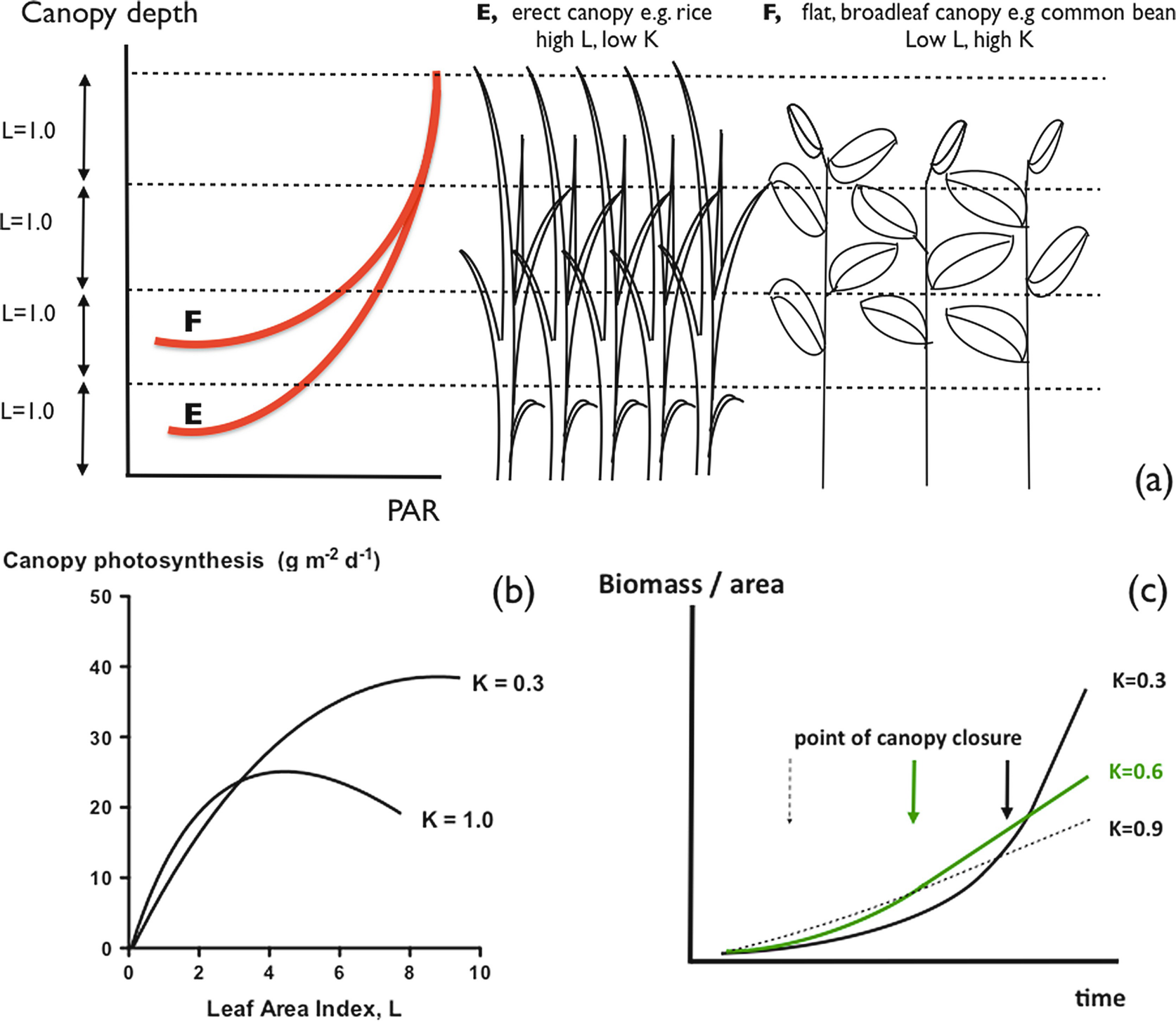 Crop Radiation Capture and Use Efficiency SpringerLink