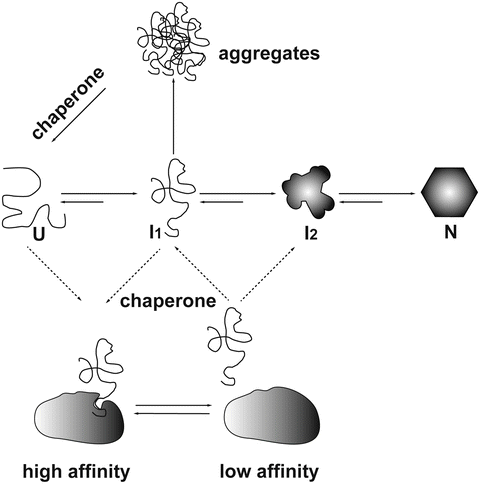 molecular chaperone hub molecular chaperone hub