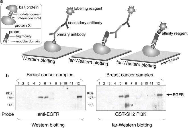 Detection And Quantification Of Protein Protein Interactions By Far Western Blotting Springerlink