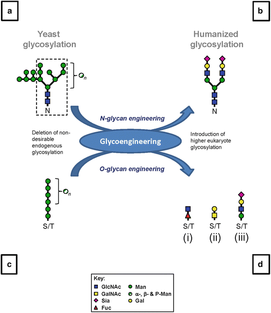 Progress in Yeast Glycosylation Engineering SpringerLink