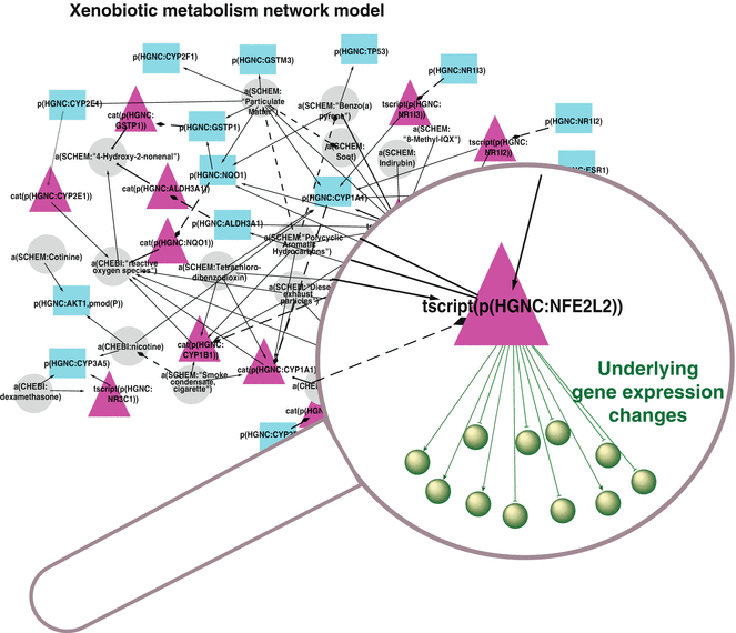 what is the causal network model
