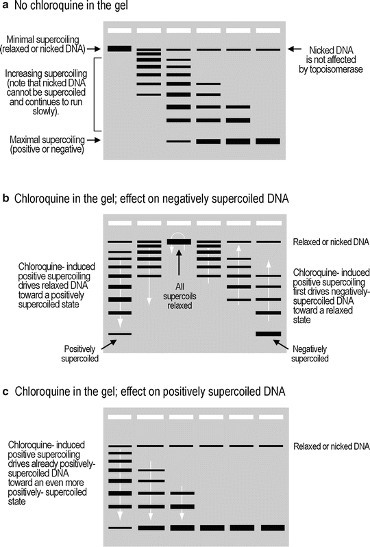 analysis of dna supercoiling induced by