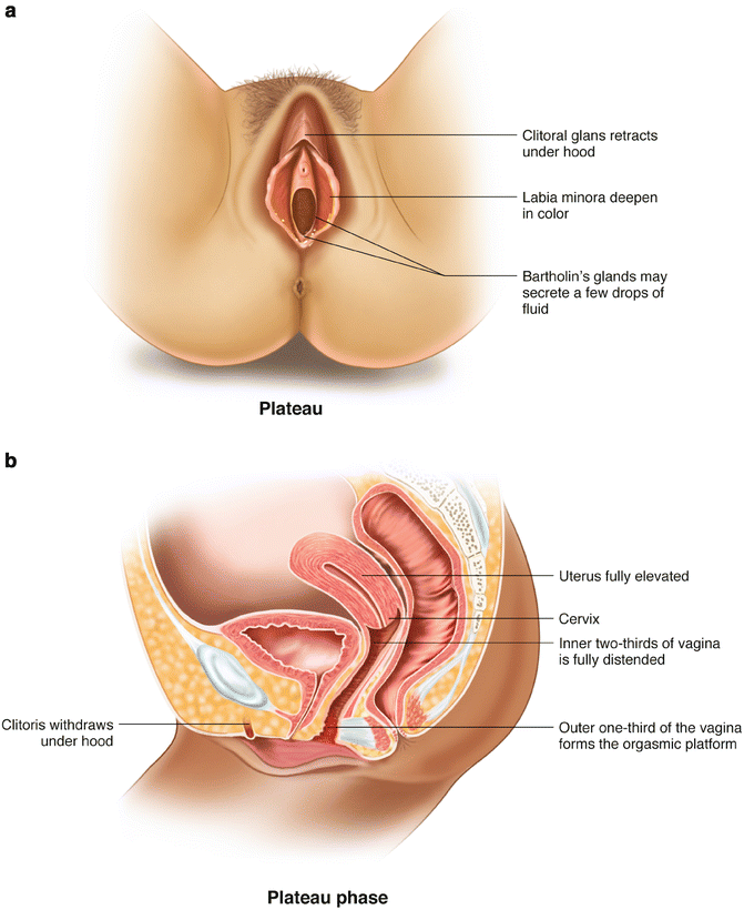 The Science Of Sex