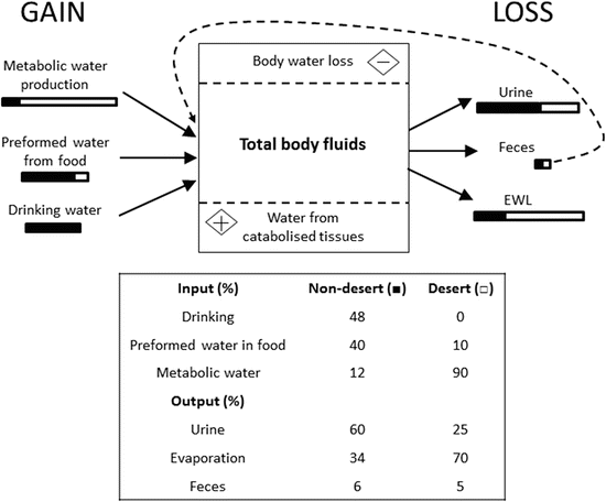 Osmoregulation In Desert Adapted Mammals Springerlink