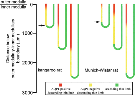 Osmoregulation In Desert Adapted Mammals Springerlink