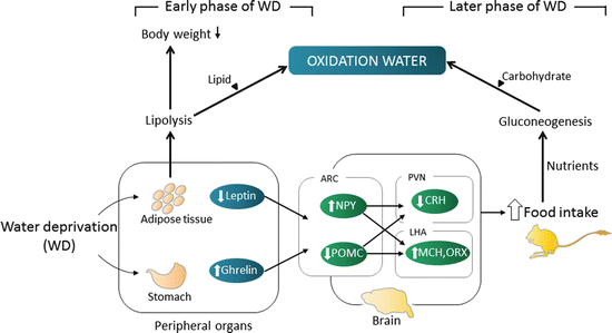 Osmoregulation In Desert Adapted Mammals Springerlink