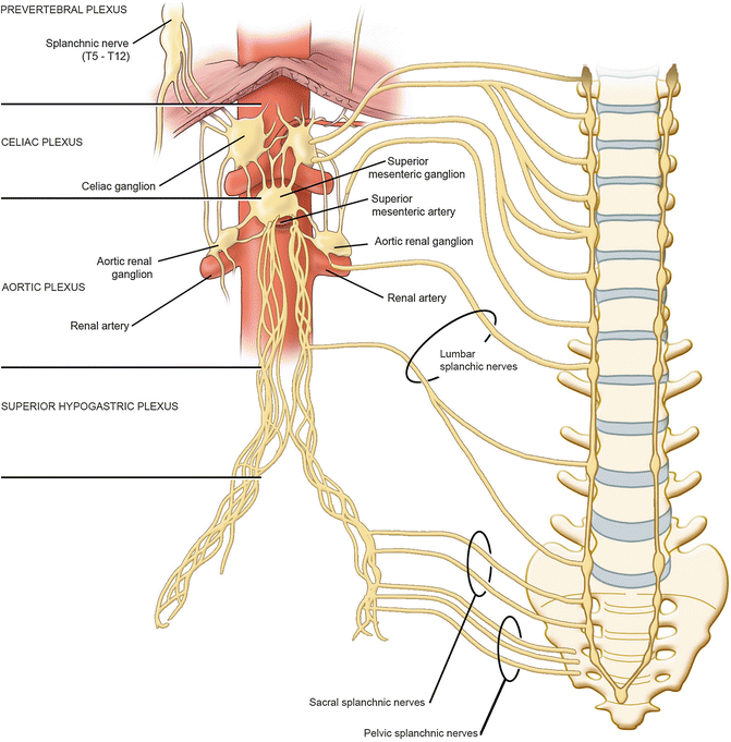 Embryology, Anatomy, and Histology of the Kidney SpringerLink