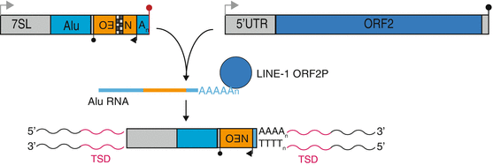 LINE-1 Cultured Cell Retrotransposition Assay | SpringerLink