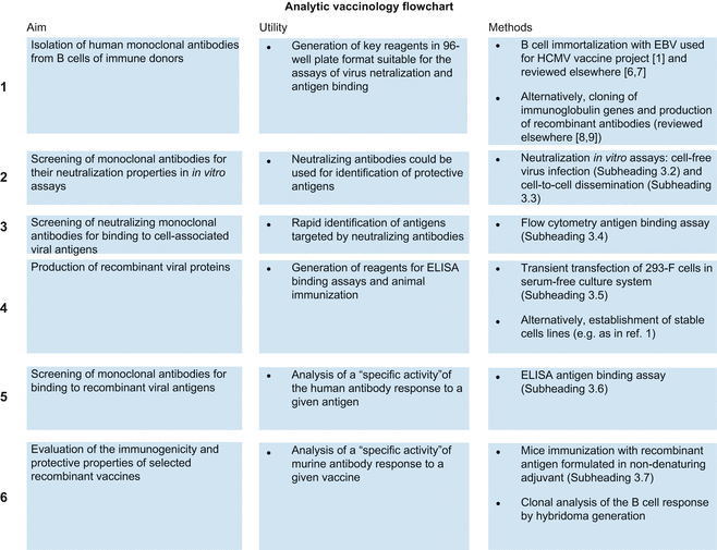Analytic Vaccinology Antibody Driven Design Of A Human Cytomegalovirus Subunit Vaccine Springerlink