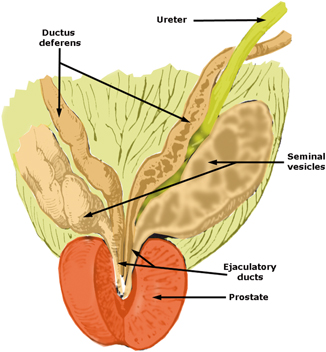 Overview of the Male Reproductive System | SpringerLink
