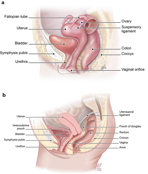 Internal Female Genital Anatomy Diagram / How Do The Female Sex Organs Work Informedhealth Org