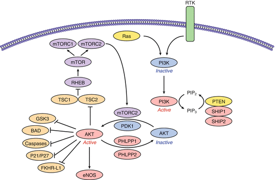 The PI3K-AKT Pathway in Melanoma | SpringerLink