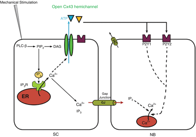 Calcium Wave Propagation Triggered by Local Mechanical Stimulation as a ...