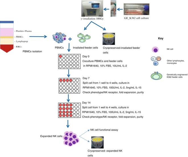 Expansion Of Nk Cells Using Genetically Engineered K562 Feeder