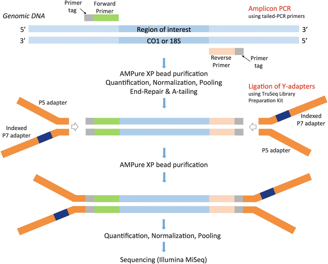 Preparation of Amplicon Libraries for Metabarcoding of Marine