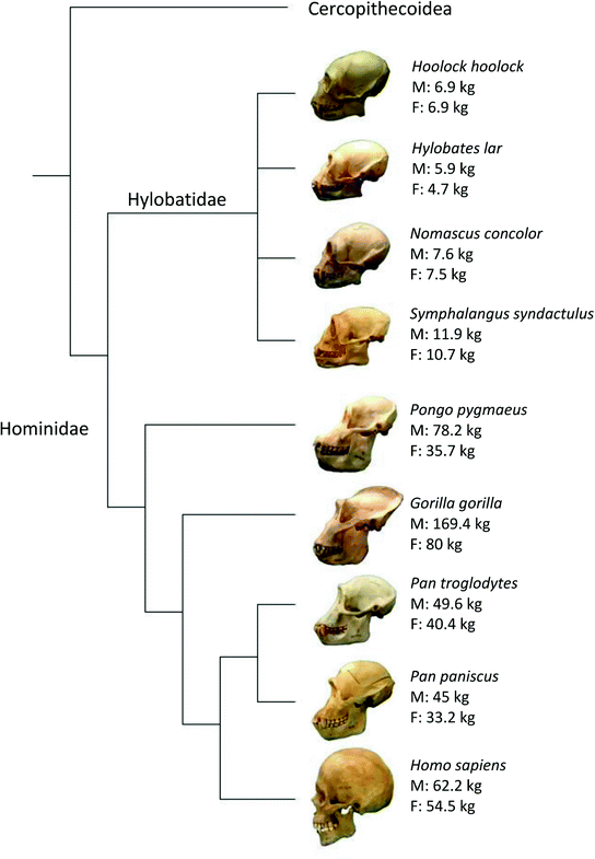 Gibbons to Gorillas Allometric Issues in Hominoid Cranial Evolution
