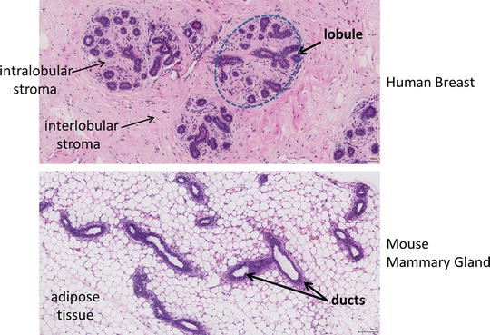 pics Histology Human Mammary Glands overview of mammary gland development